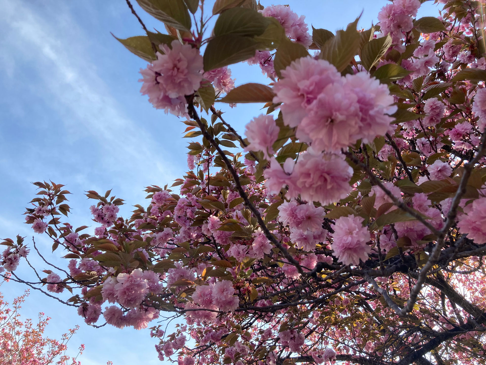 県立 森林 公園 さくら の 里