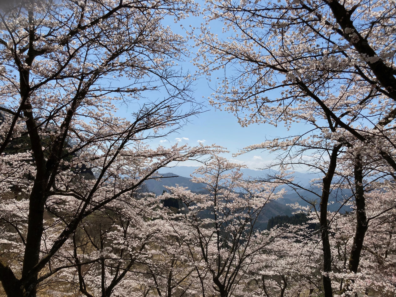 県立 森林 公園 さくら の 里