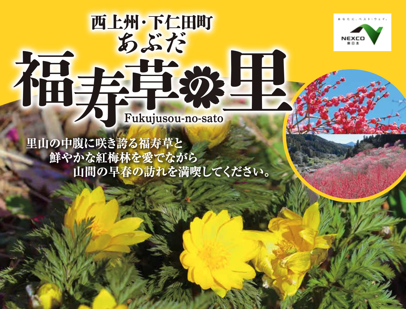 福寿草まつり（あぶだ福寿草の里） | 下仁田町観光協会